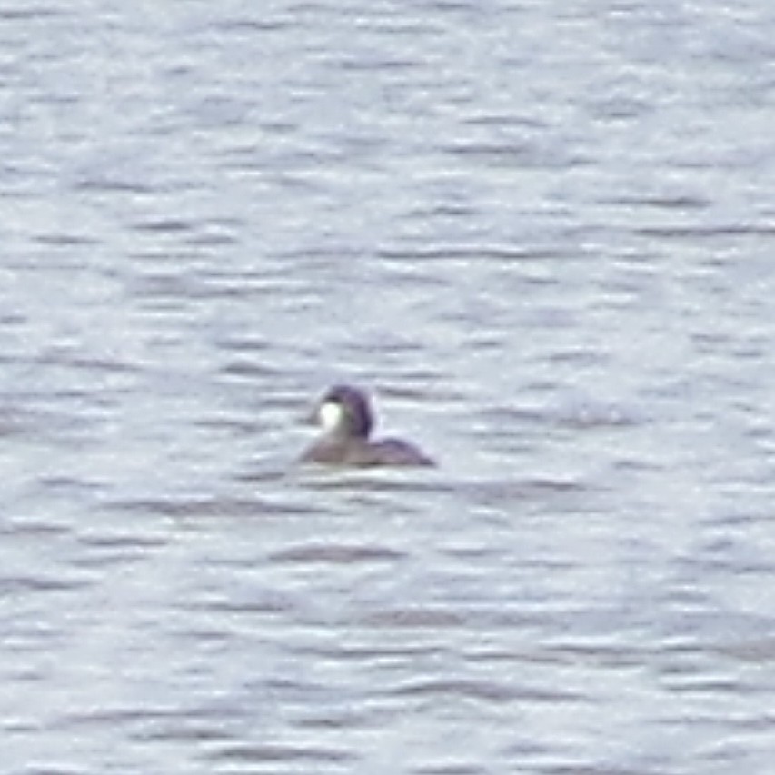 Ruddy Duck - ML620750068