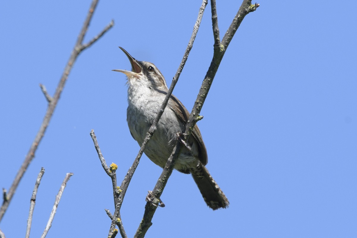 Bewick's Wren - ML620750095