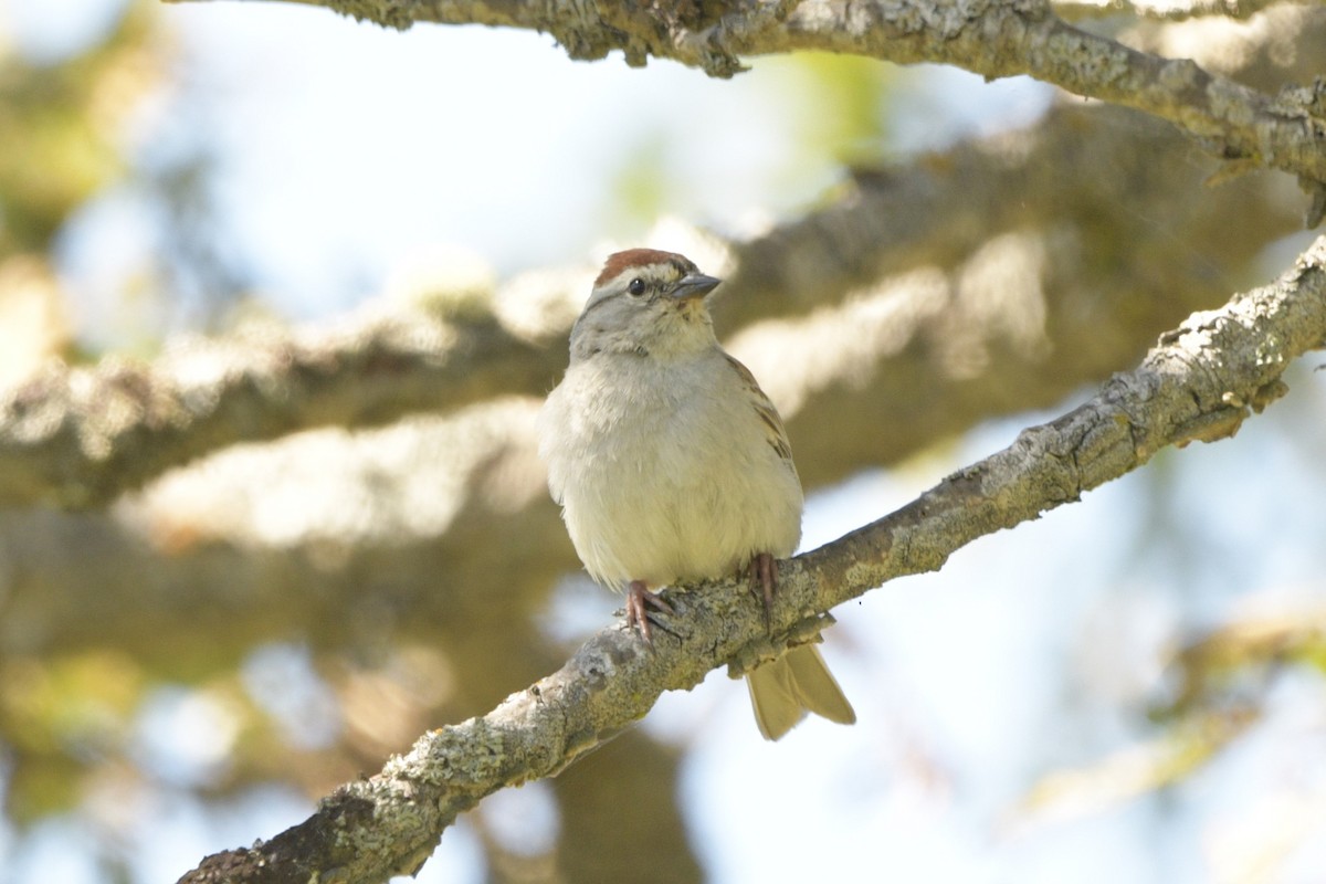 Chipping Sparrow - ML620750102