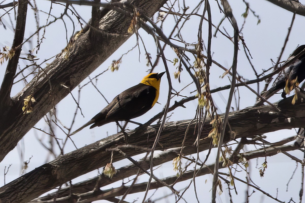 Yellow-headed Blackbird - ML620750109