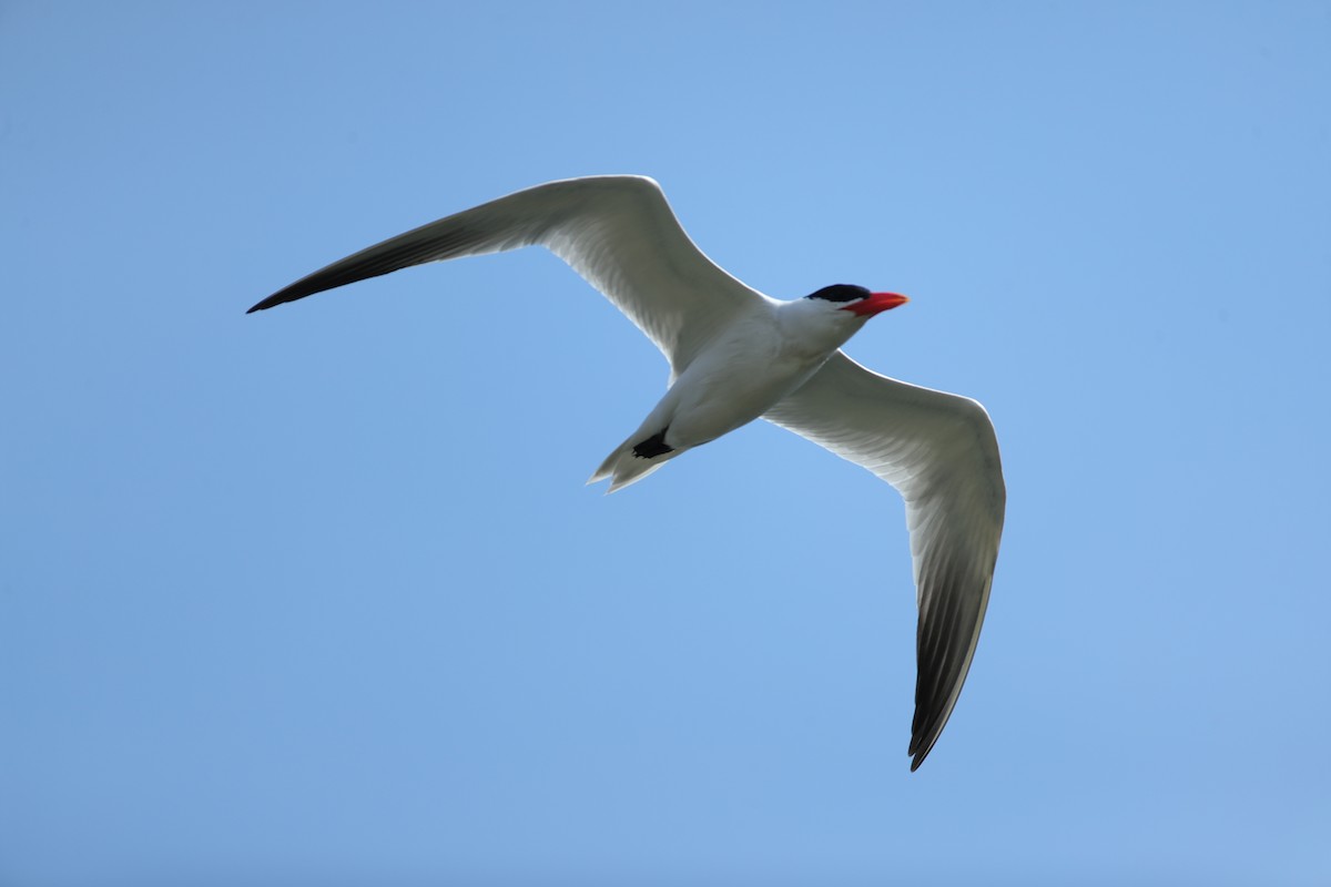 Caspian Tern - ML620750113