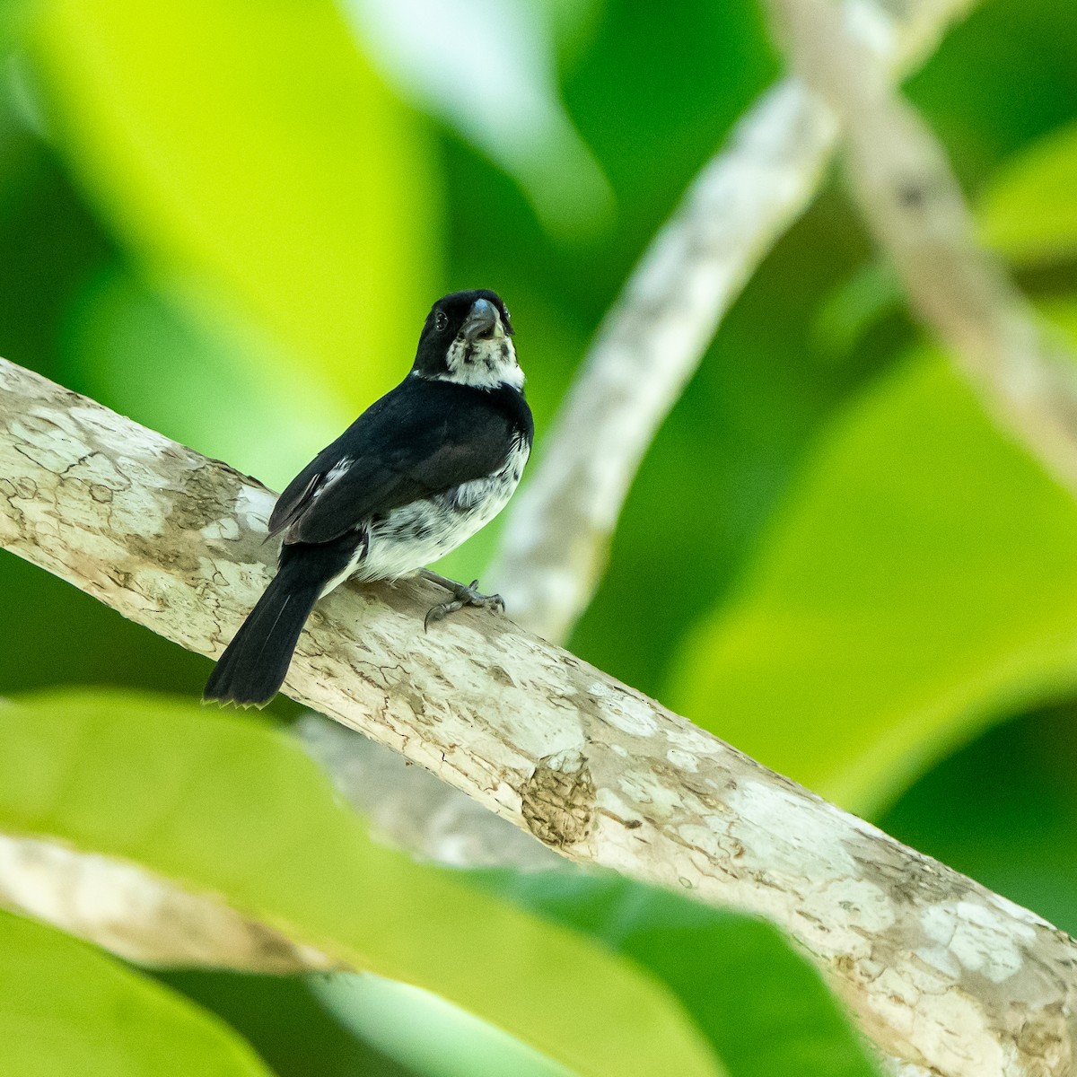 Variable Seedeater - ML620750119