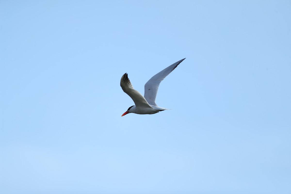 Caspian Tern - Jesse Vega