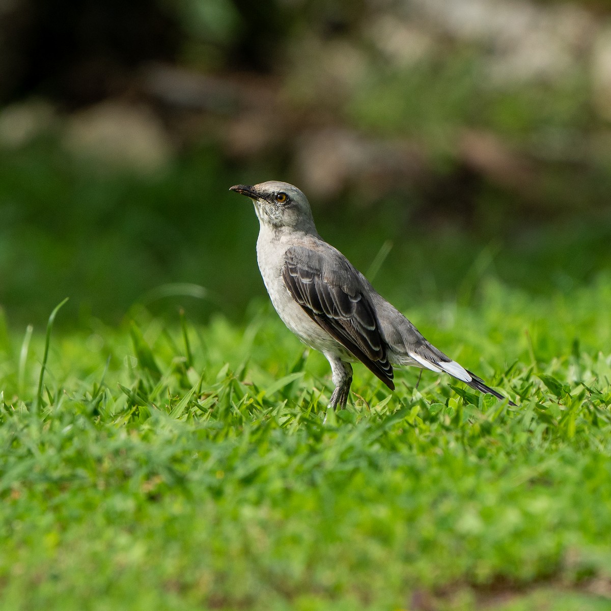 Tropical Mockingbird - ML620750137