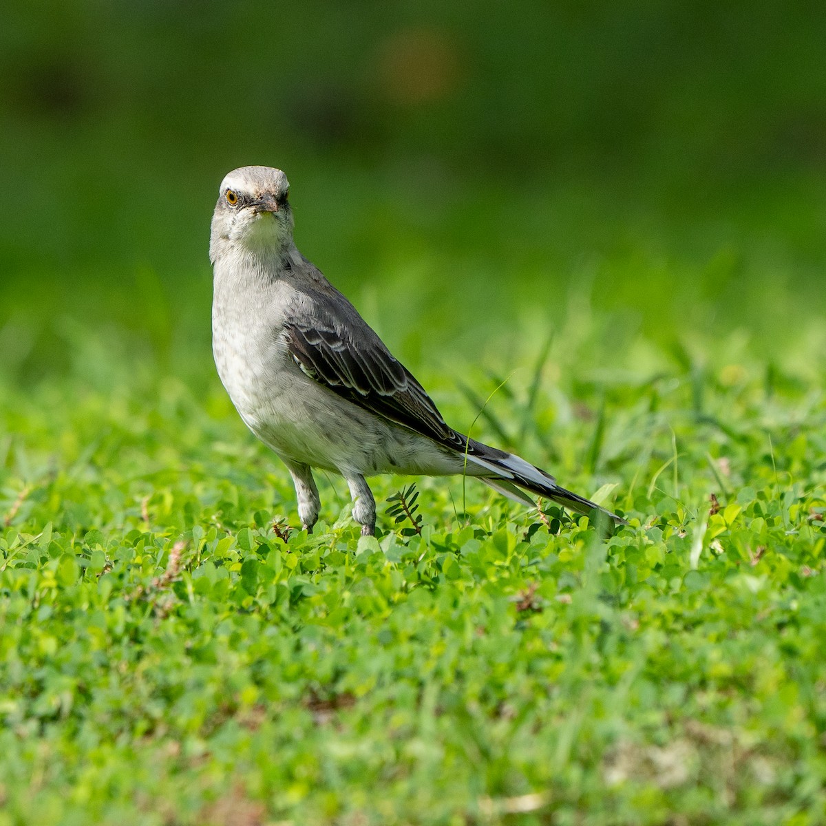 Tropical Mockingbird - ML620750138