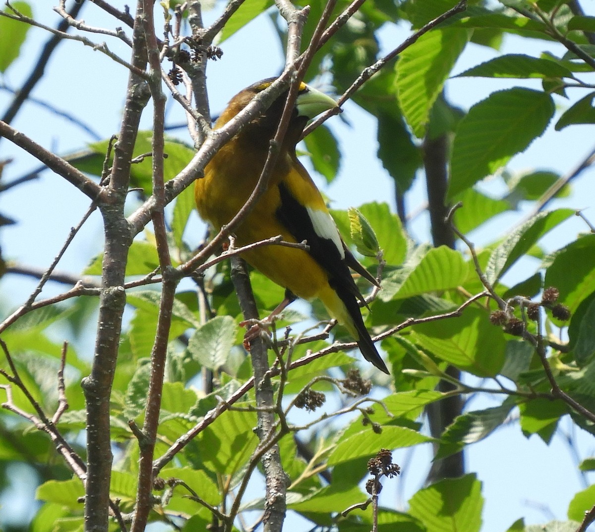 Evening Grosbeak - ML620750141