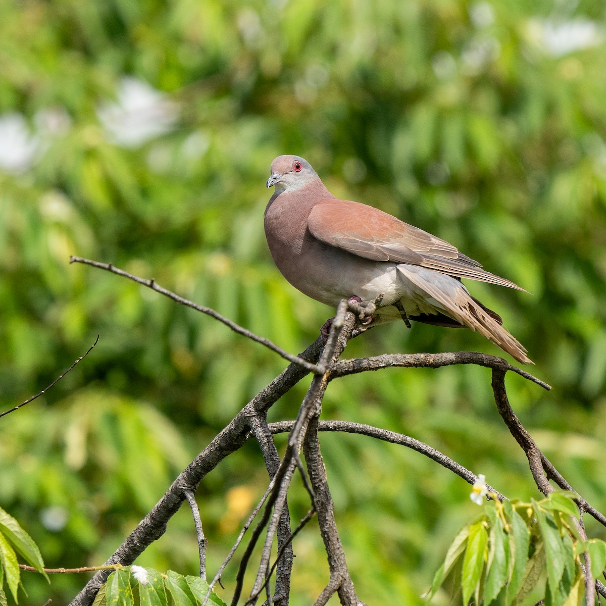 Pale-vented Pigeon - ML620750152