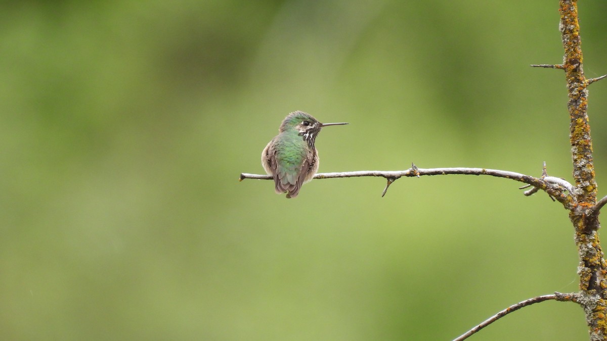 Calliope Hummingbird - ML620750153