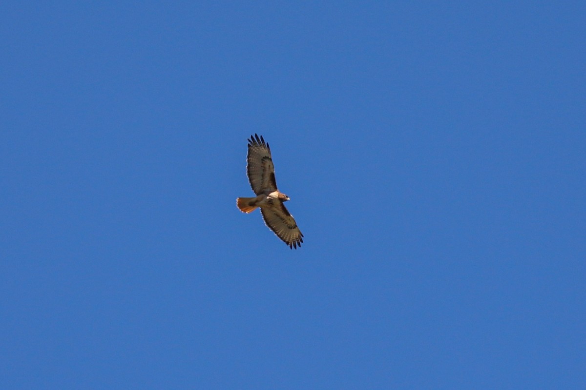 Red-tailed Hawk - ML620750158