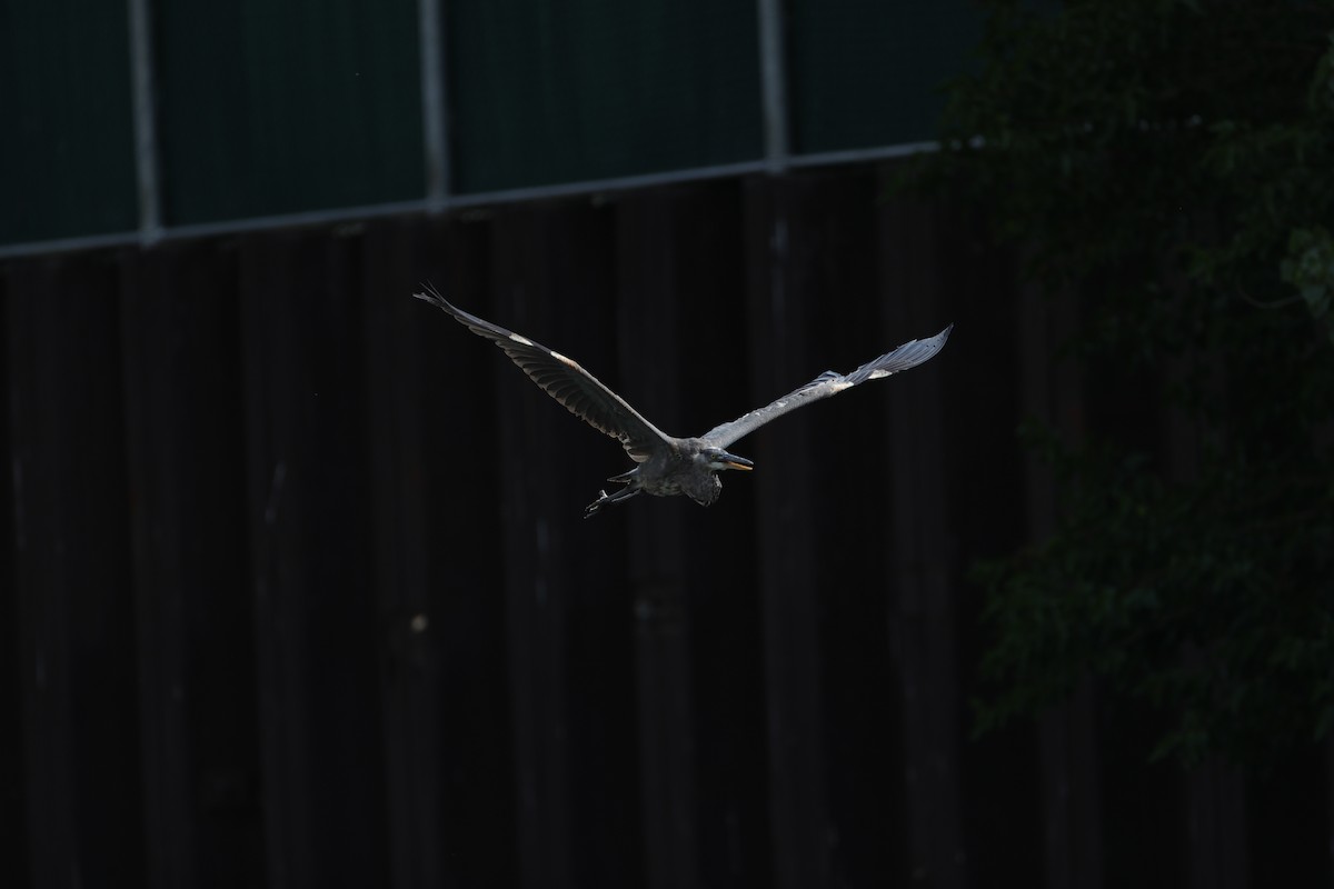 Great Blue Heron - ML620750161