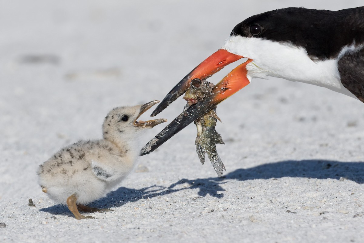 Black Skimmer - ML620750162