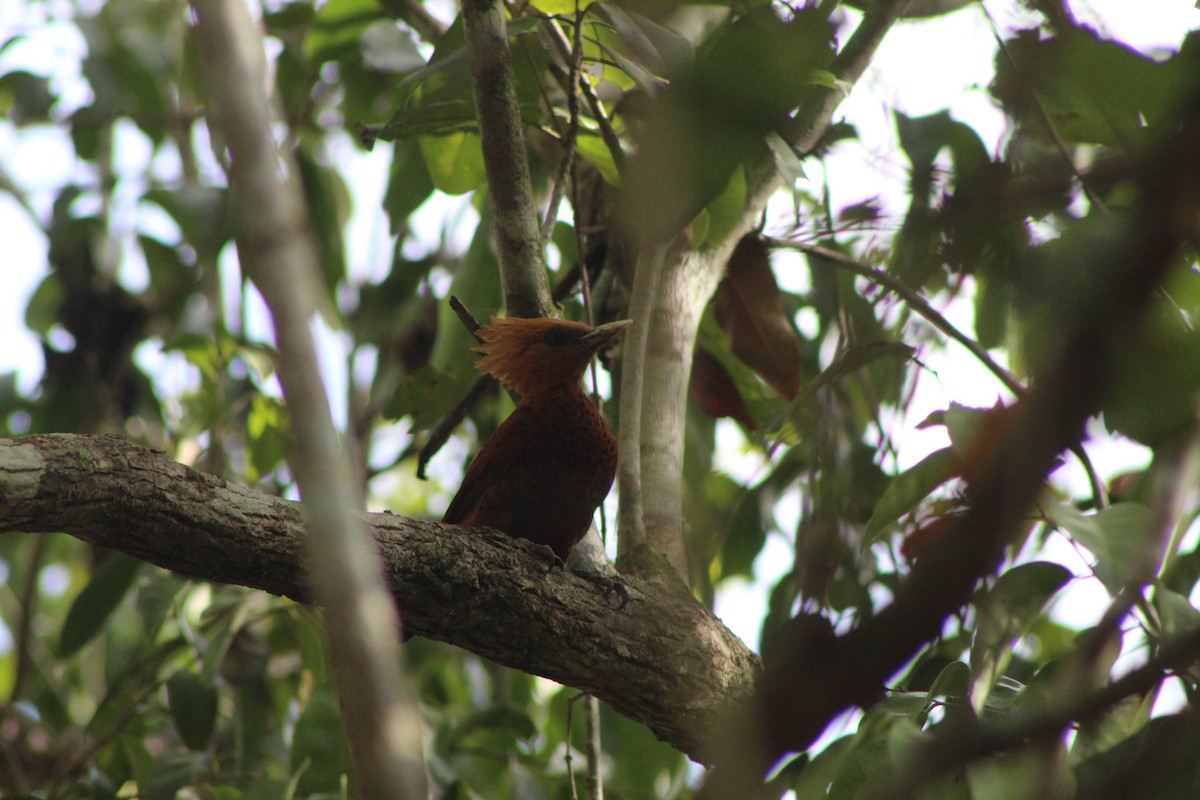 Chestnut-colored Woodpecker - ML620750163