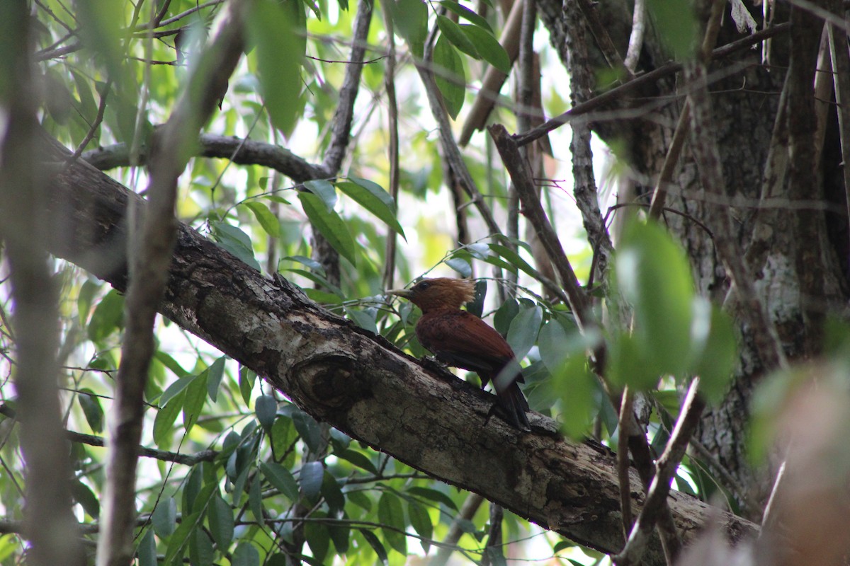 Chestnut-colored Woodpecker - ML620750164