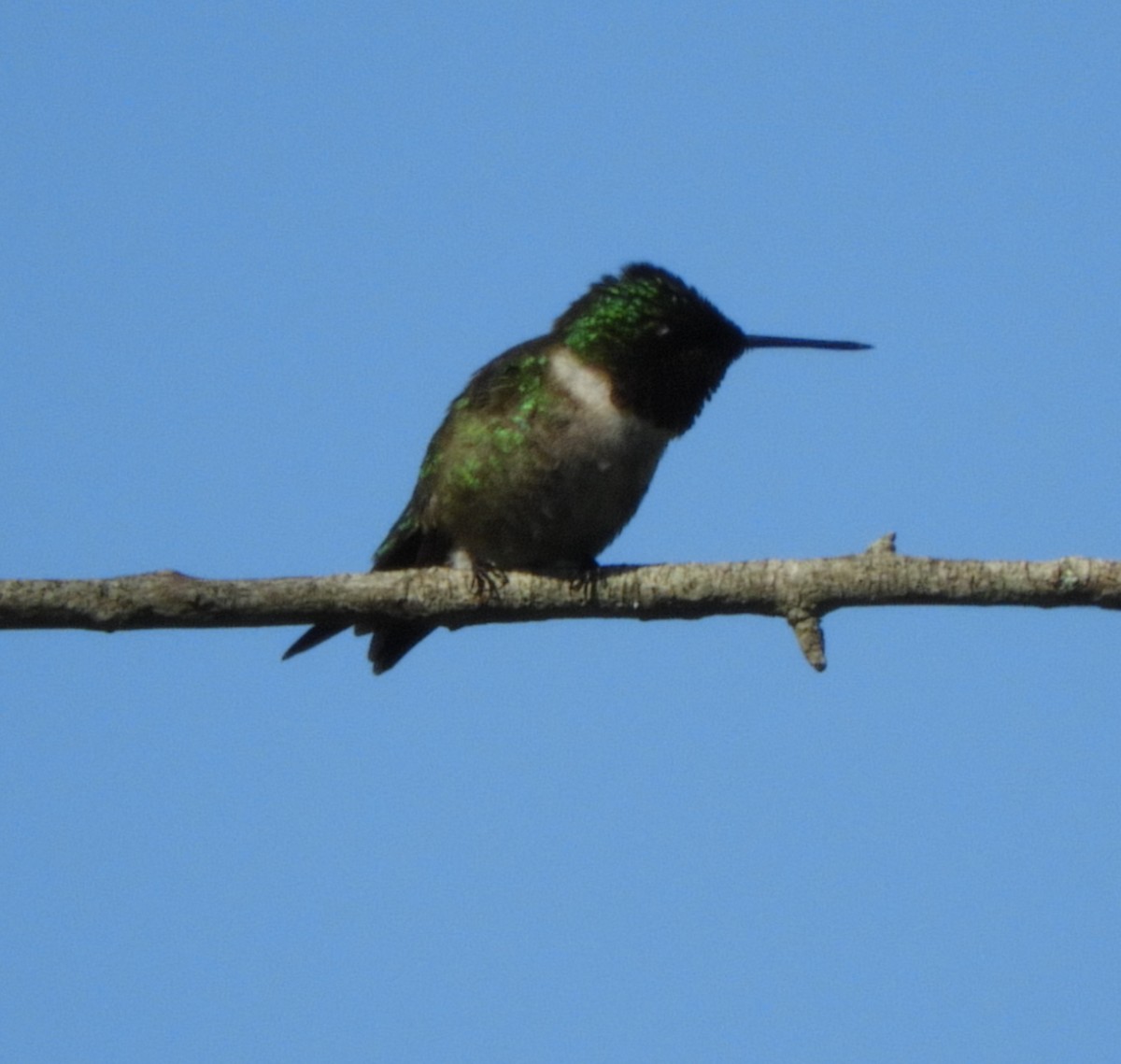 Ruby-throated Hummingbird - ML620750178