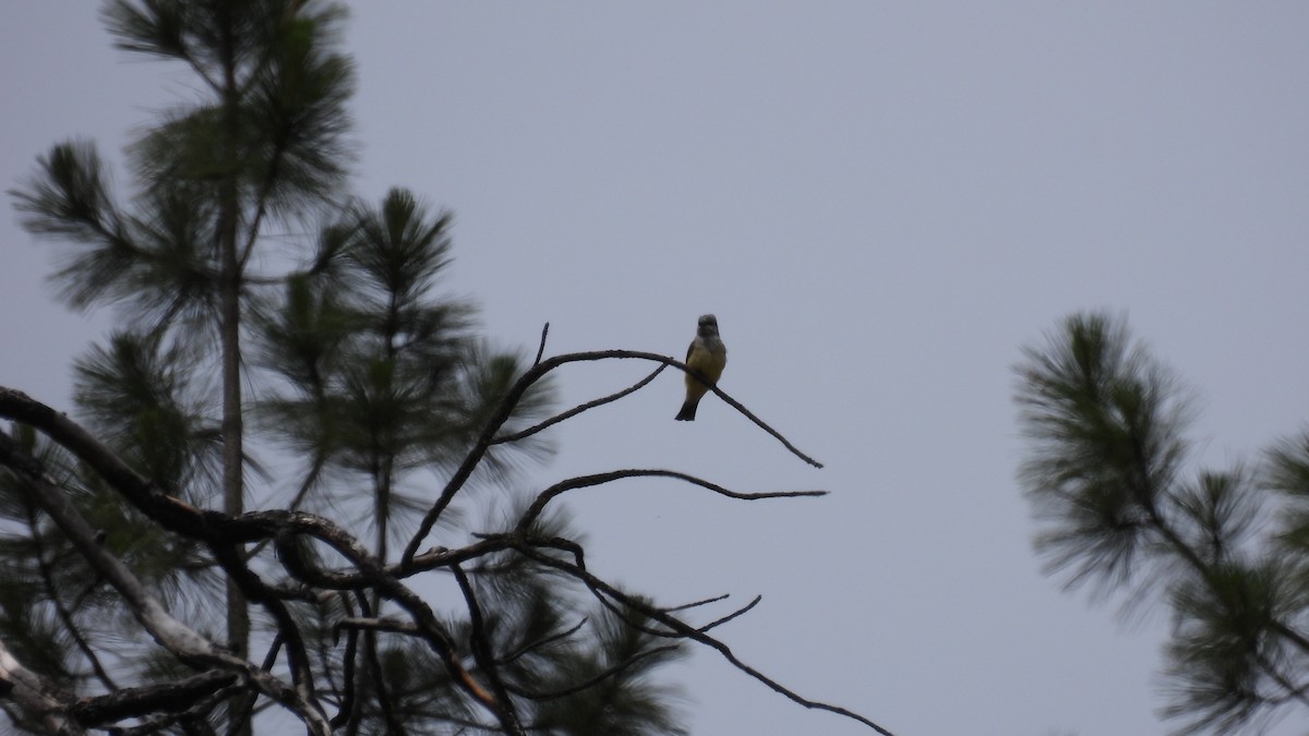 Western Kingbird - ML620750179