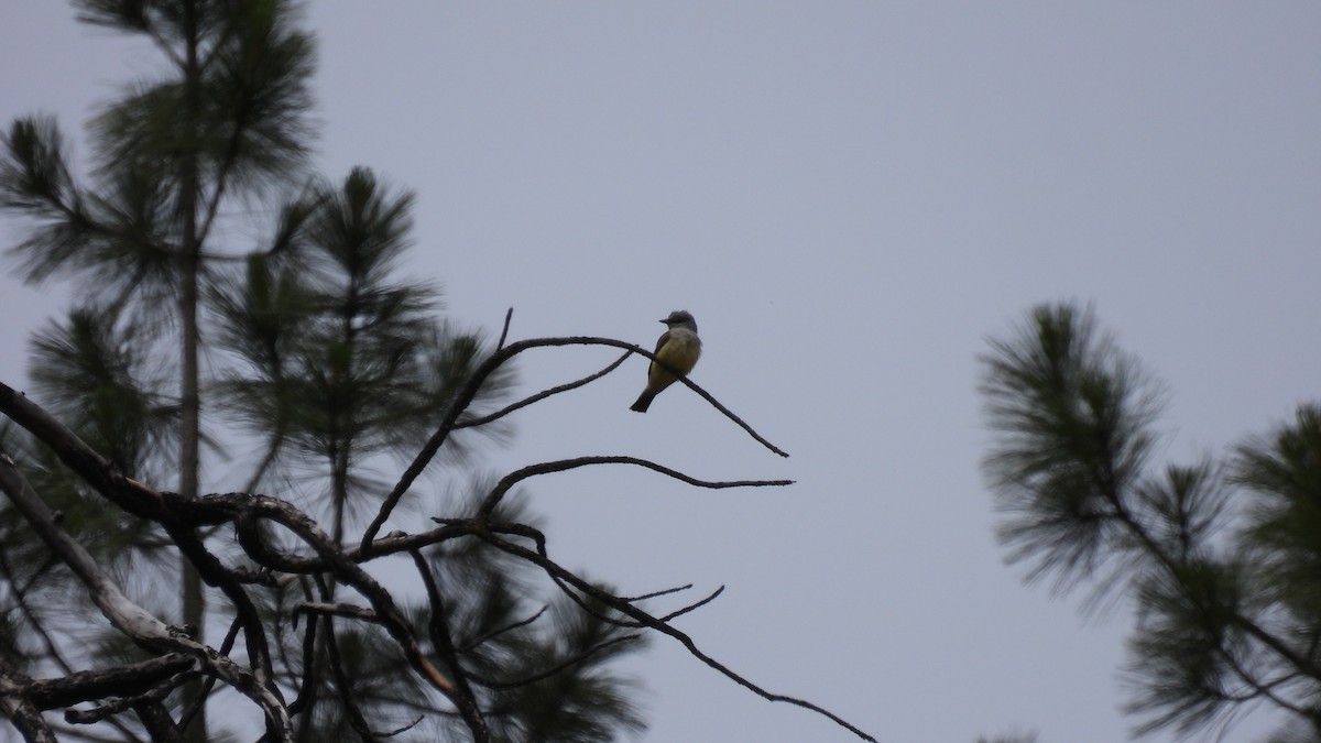 Western Kingbird - ML620750182