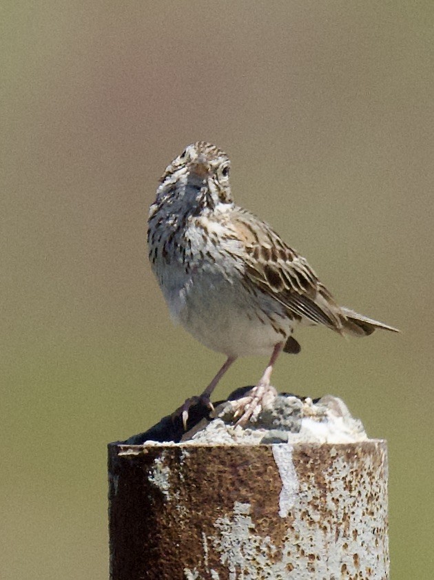 Savannah Sparrow - gene collins