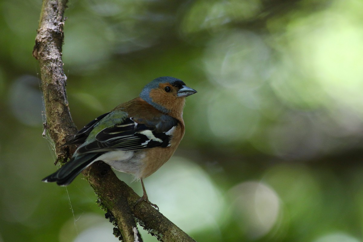 Common Chaffinch - ML620750188