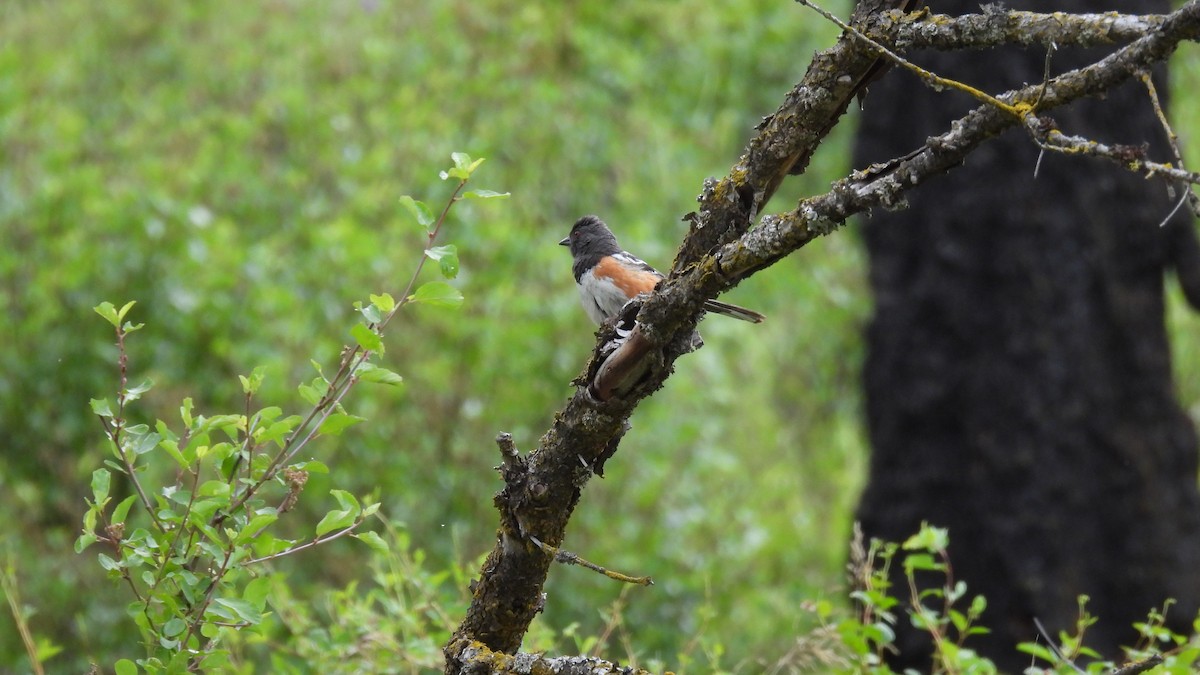 Spotted Towhee - ML620750195