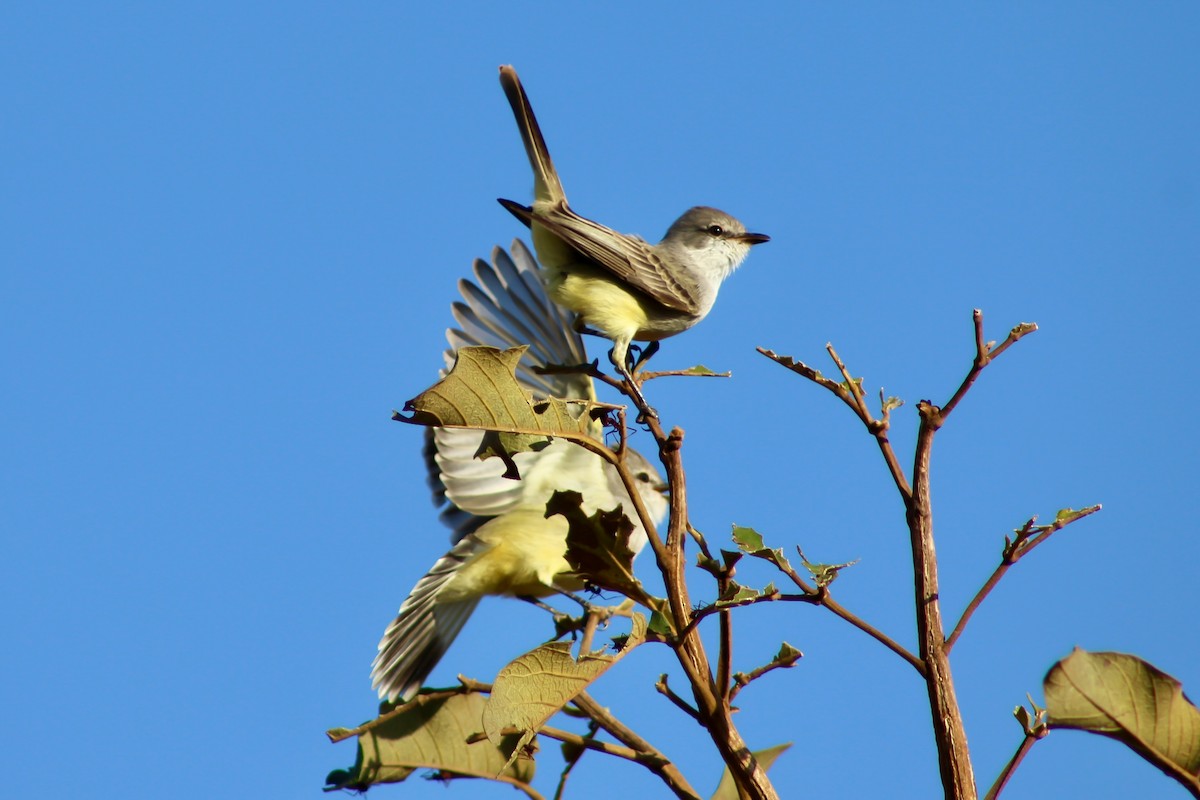 Chapada Flycatcher - ML620750196