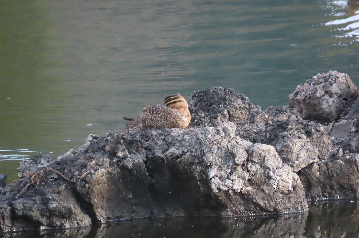 Masked Duck - ML620750200