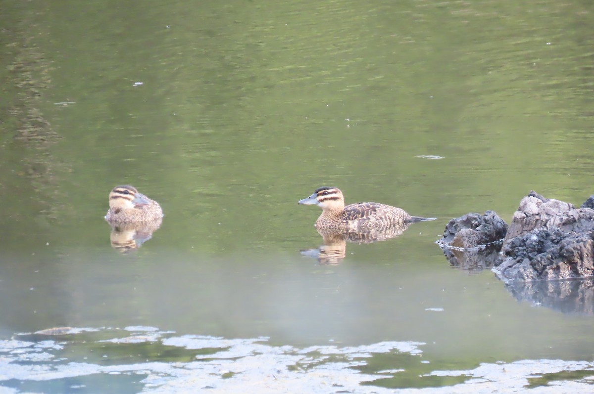 Masked Duck - ML620750201