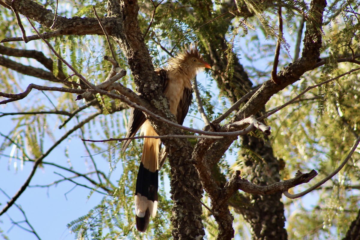 Guira Cuckoo - ML620750206