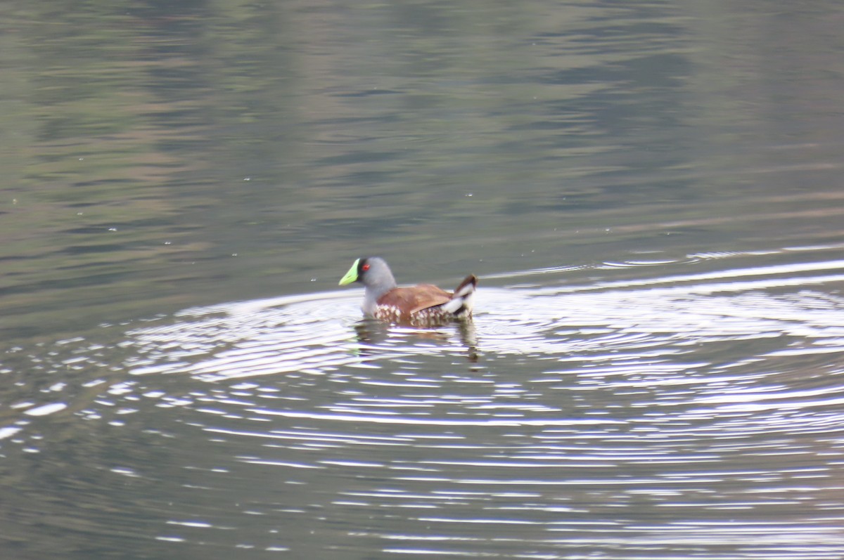 Spot-flanked Gallinule - ML620750218