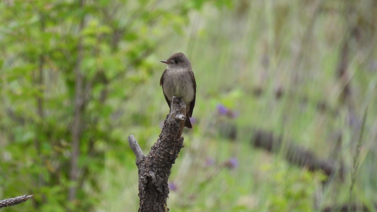 Western Wood-Pewee - ML620750222