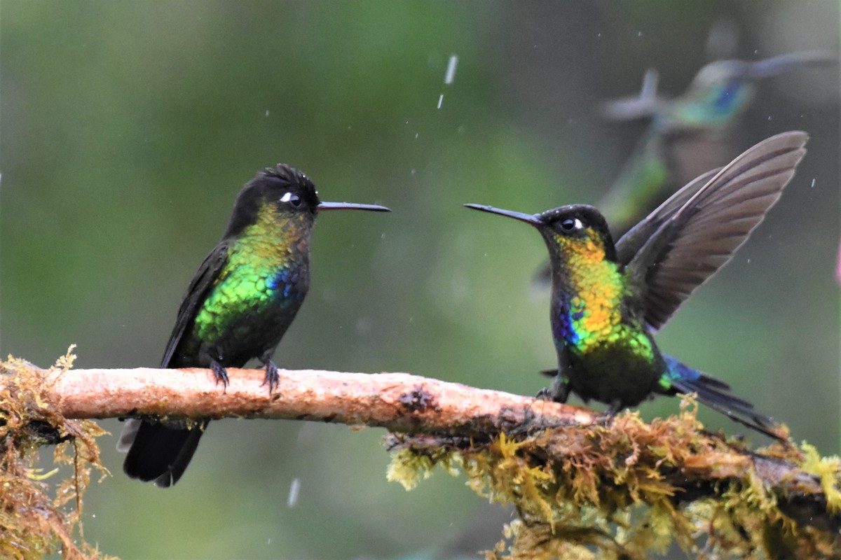 Fiery-throated Hummingbird - ML620750230