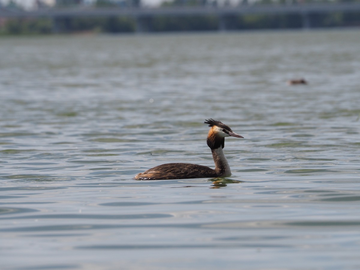 Great Crested Grebe - ML620750243