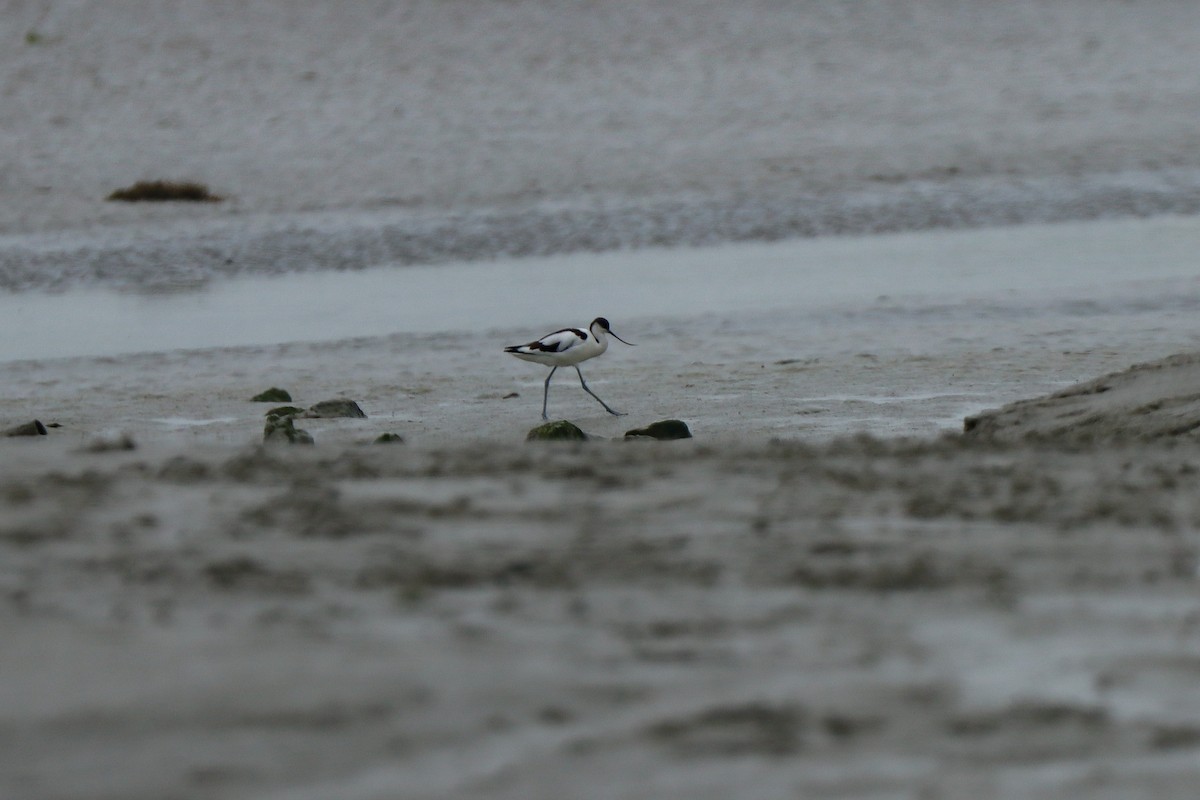 Pied Avocet - ML620750255