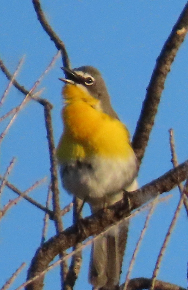 Yellow-breasted Chat - ML620750256