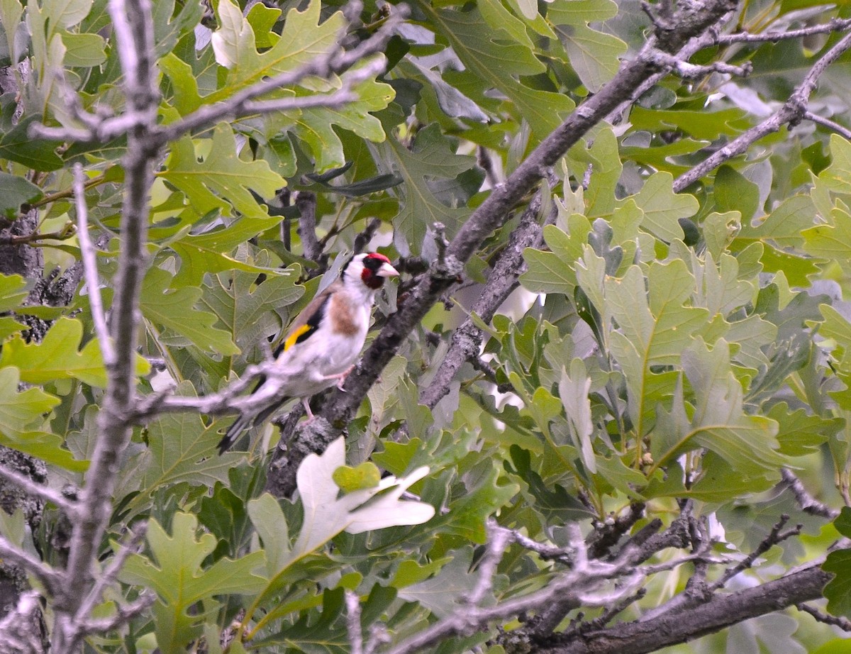 European Goldfinch - ML620750263