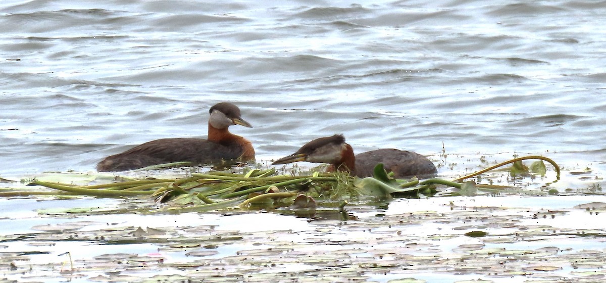 Red-necked Grebe - ML620750269