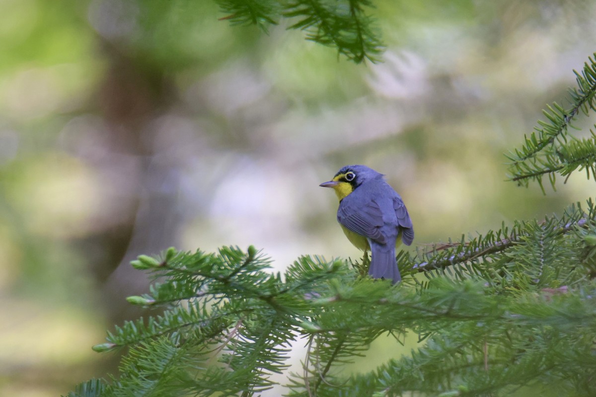 Canada Warbler - ML620750271