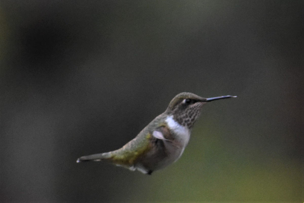 Colibrí Volcanero - ML620750273