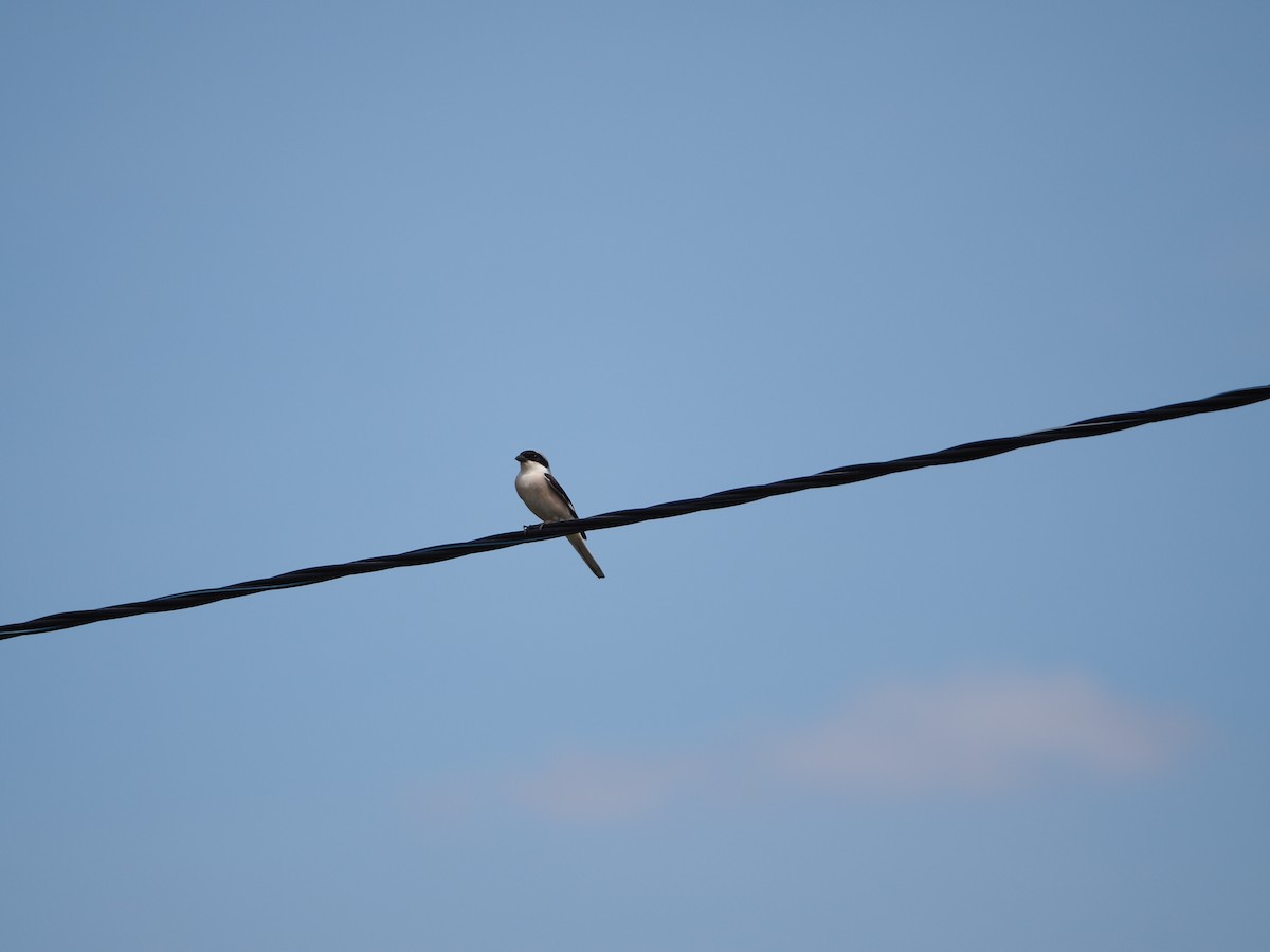 Lesser Gray Shrike - ML620750274