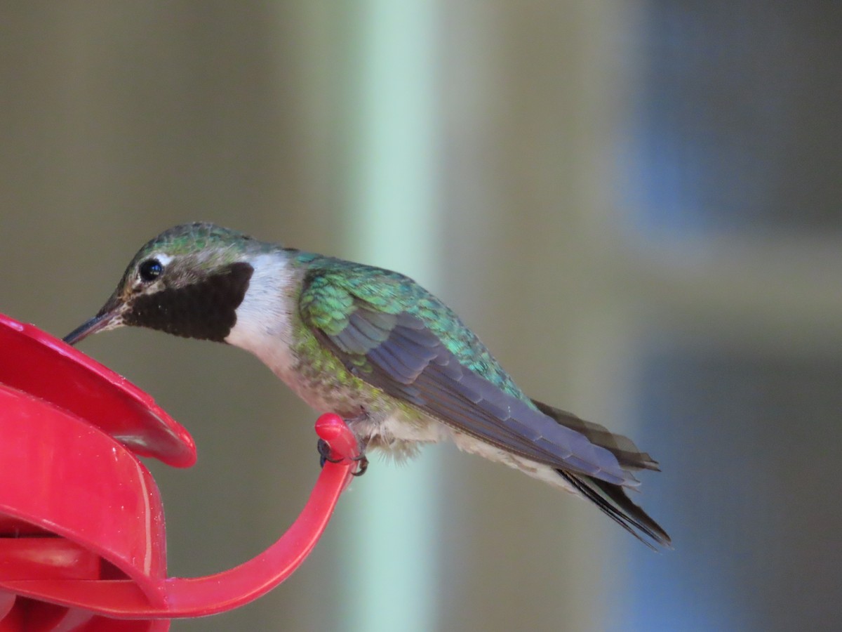 Broad-tailed Hummingbird - ML620750275