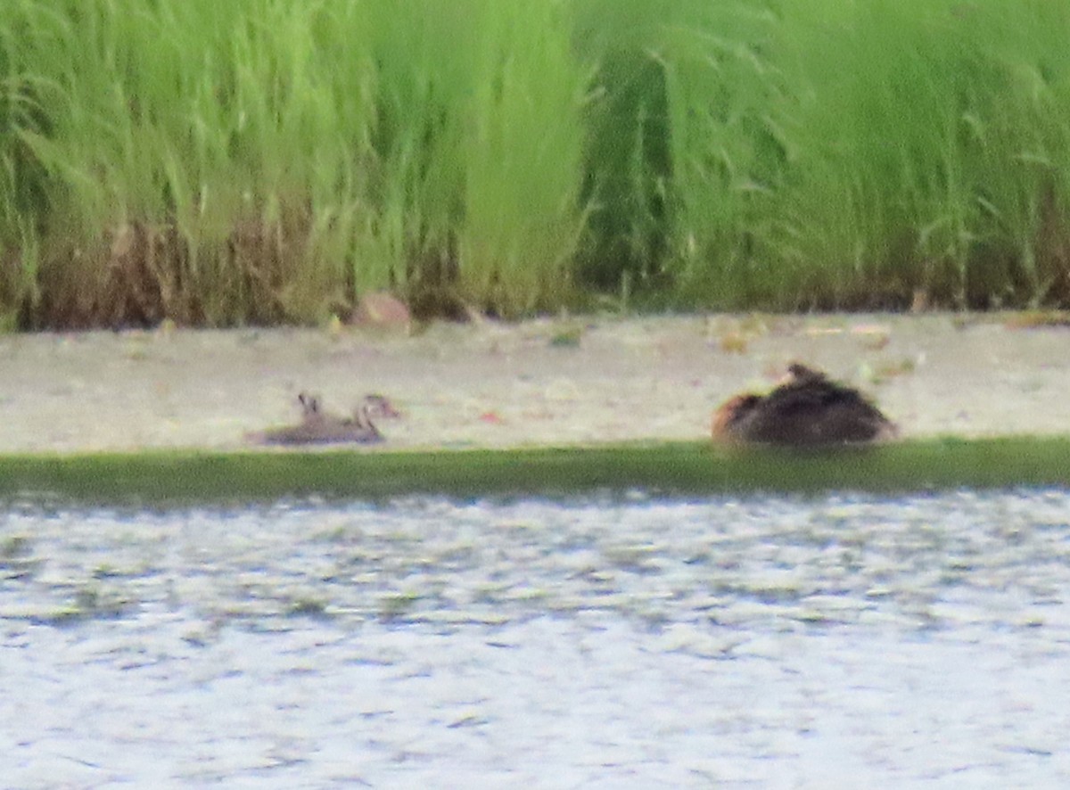 Red-necked Grebe - ML620750277