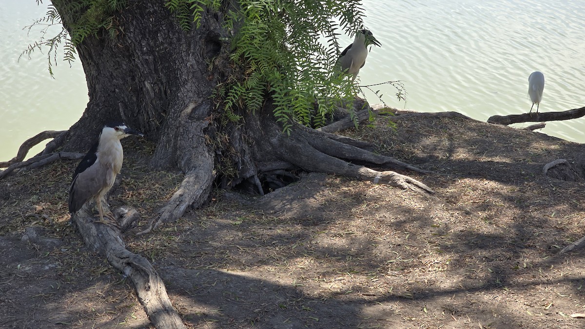 Black-crowned Night Heron - ML620750278