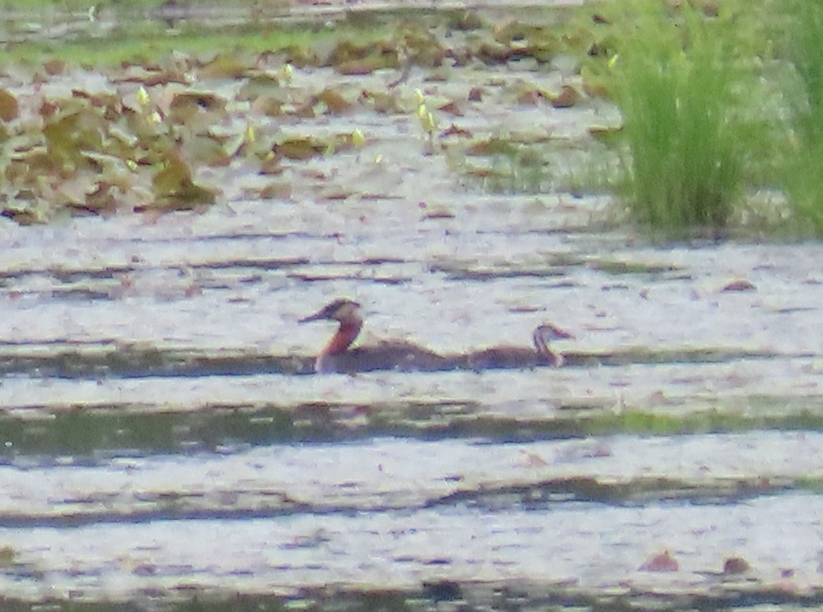 Red-necked Grebe - ML620750286