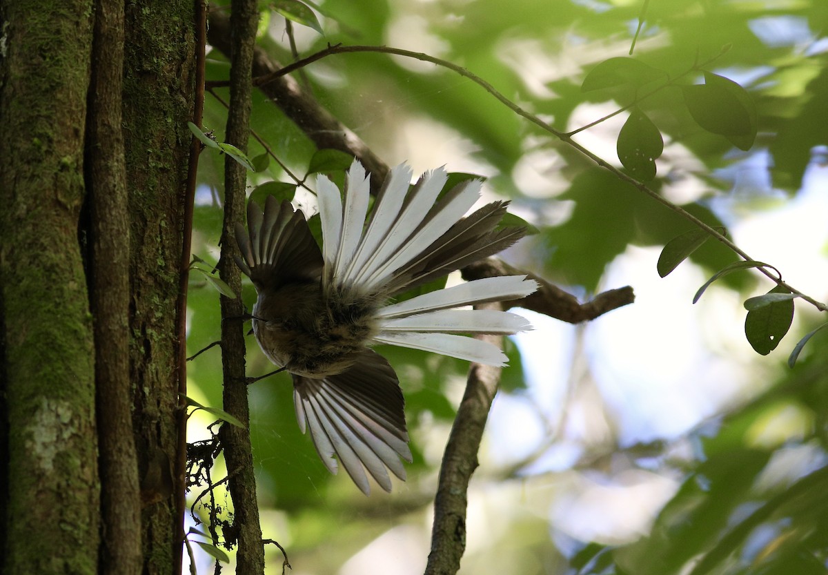 New Zealand Fantail - ML620750290