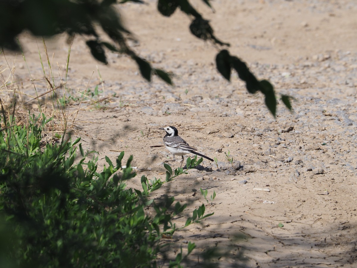 White Wagtail - ML620750292