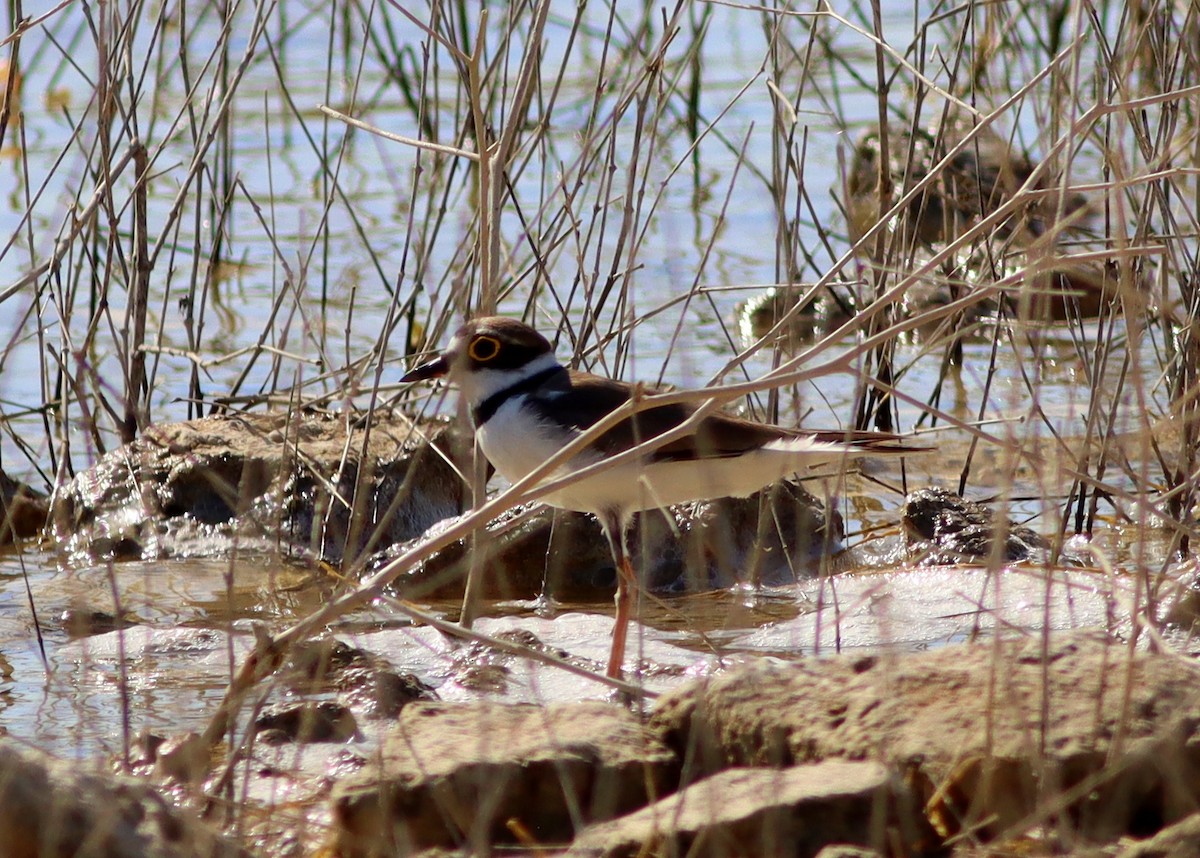 Little Ringed Plover - ML620750303