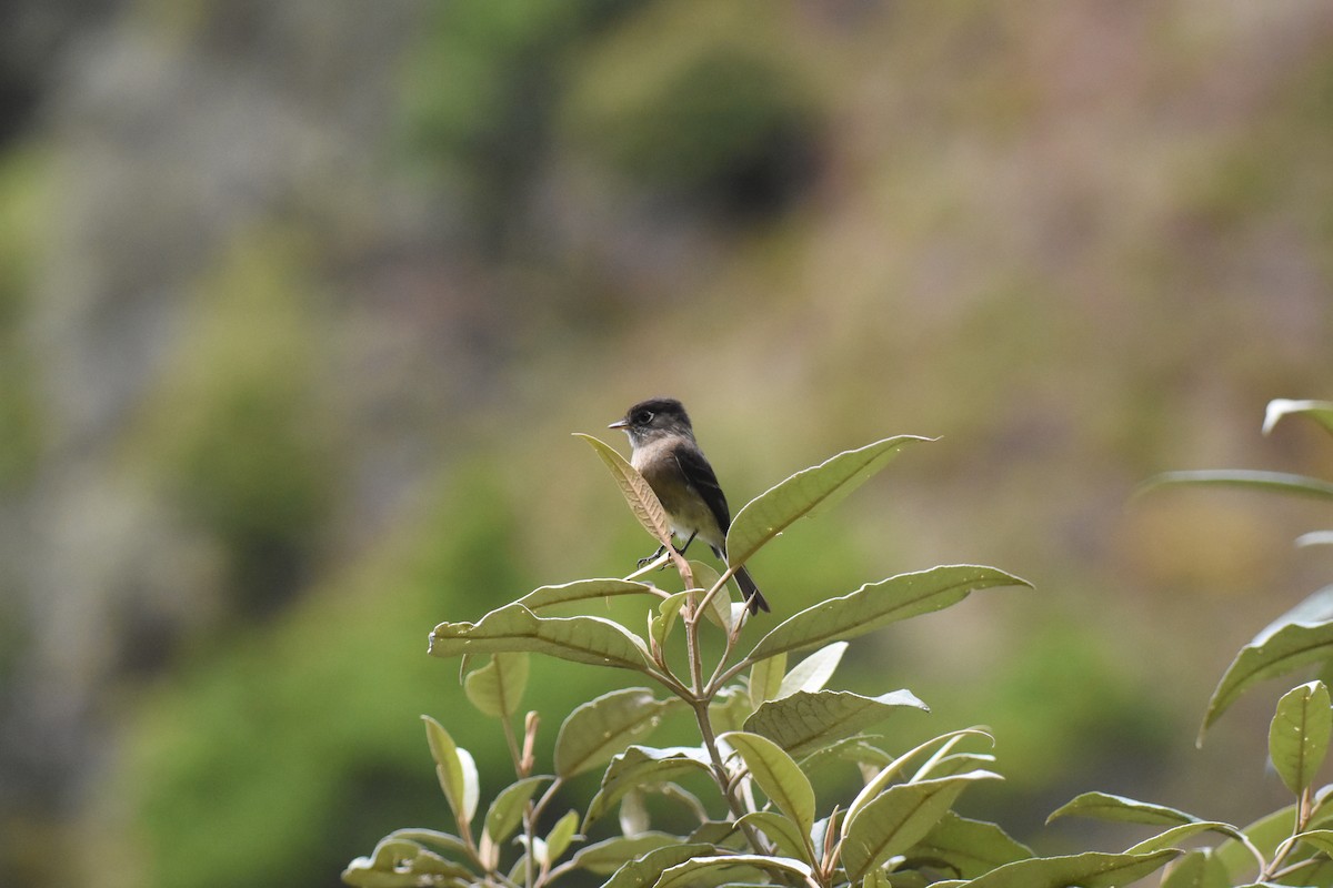 Black-capped Flycatcher - ML620750308