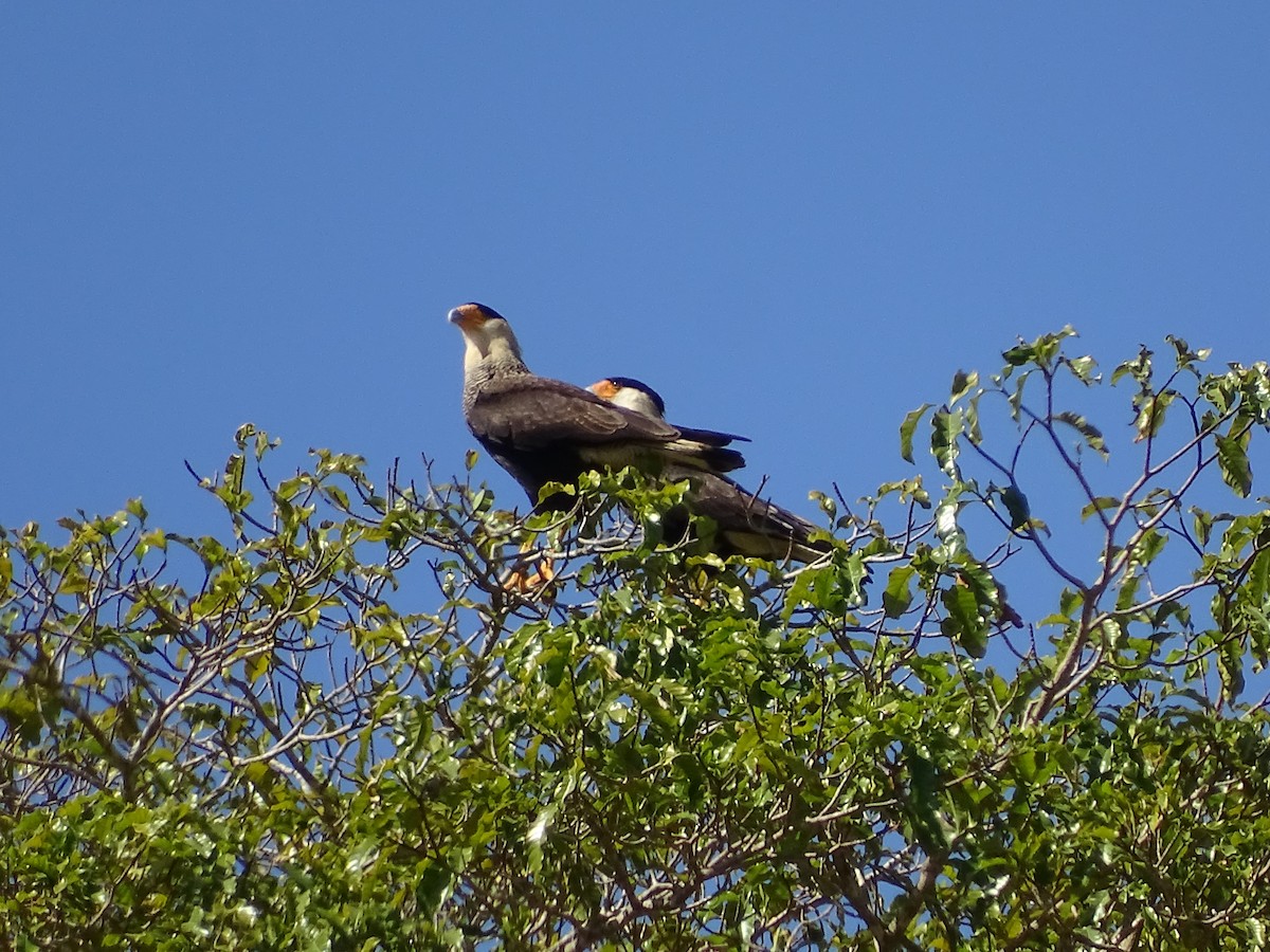 Caracara huppé - ML620750317