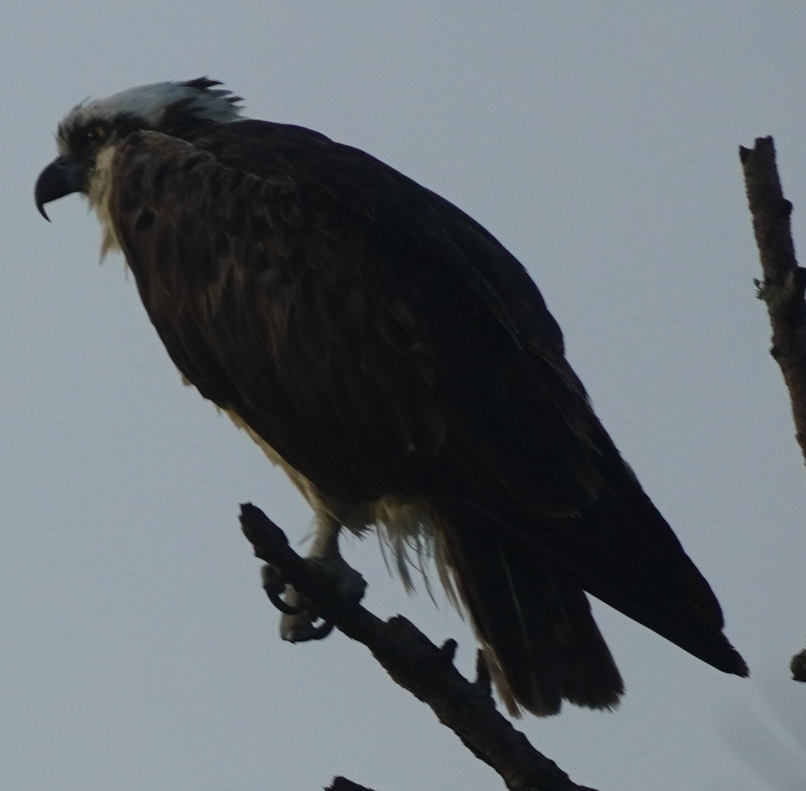 Balbuzard pêcheur - ML620750318