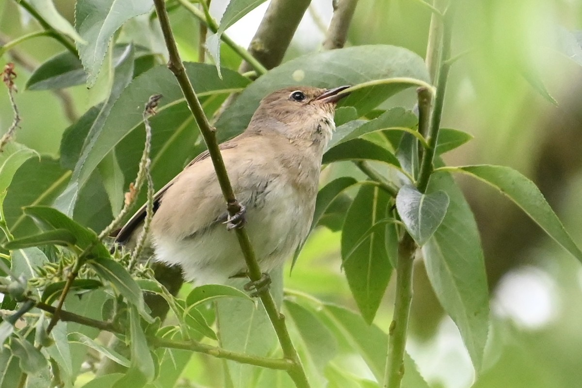 Garden Warbler - ML620750329