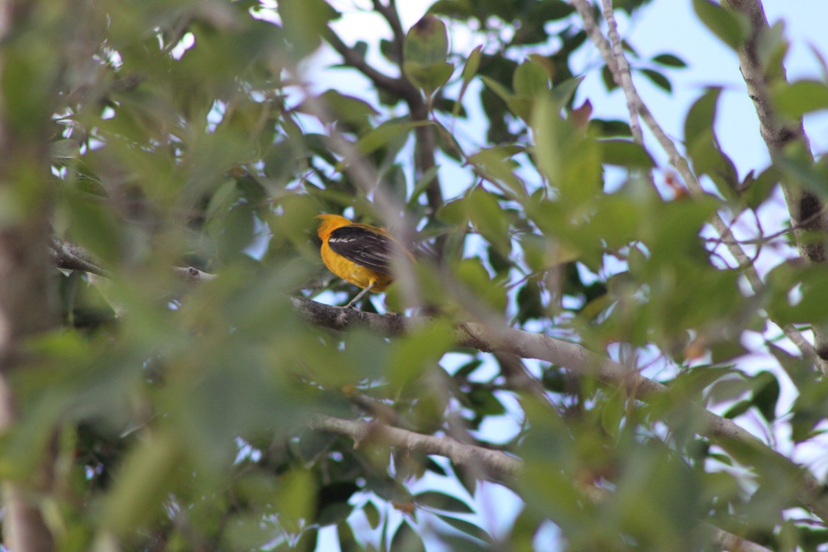 Orange Oriole - ML620750331